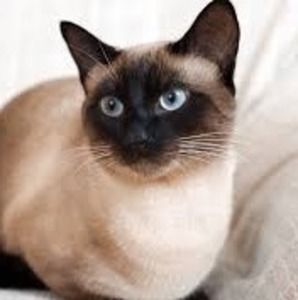 Meet your Posher, Kitty